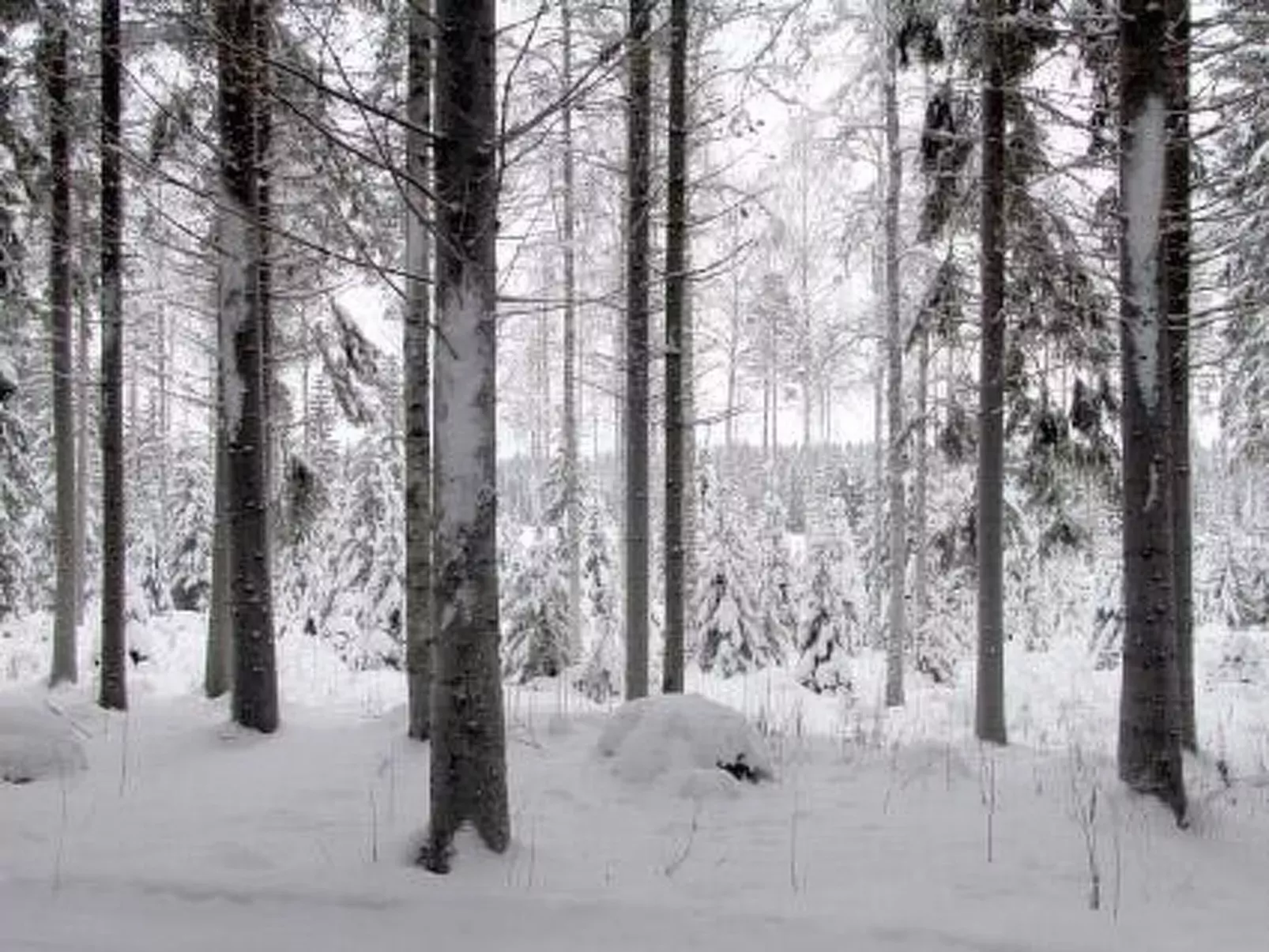 Metsäpirtti-Buiten