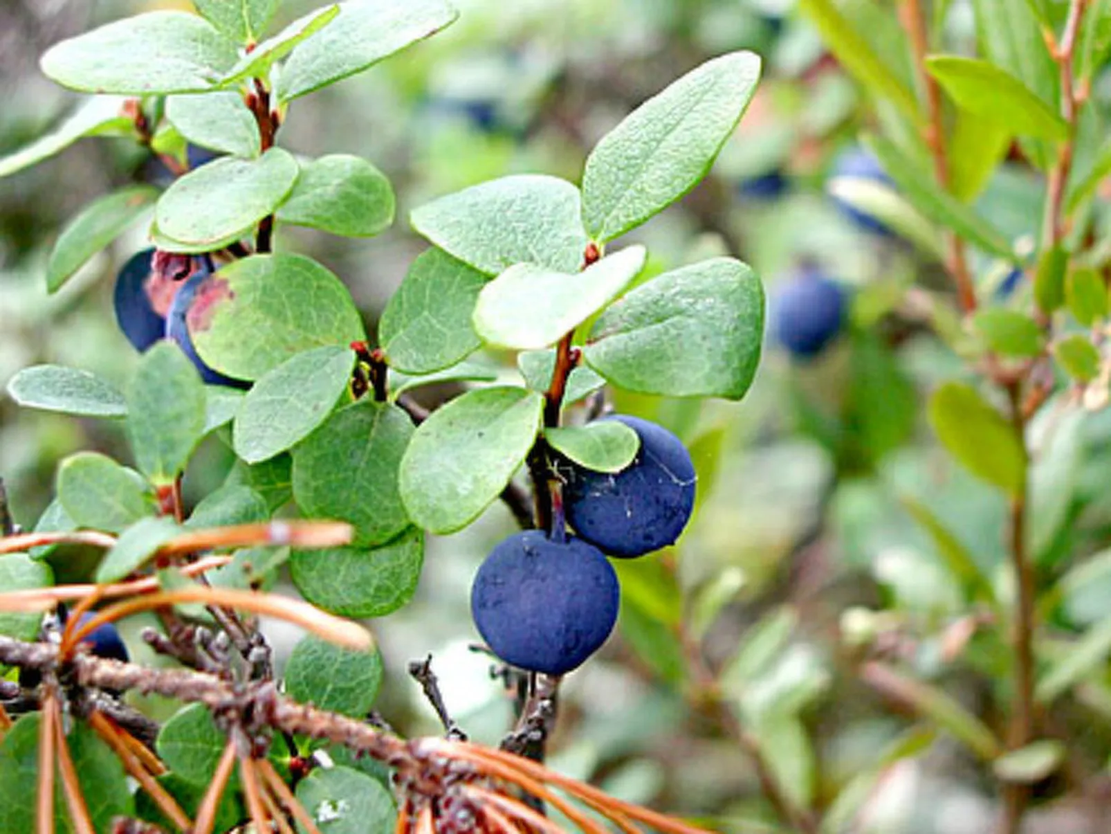 Koivuniemi-Buiten