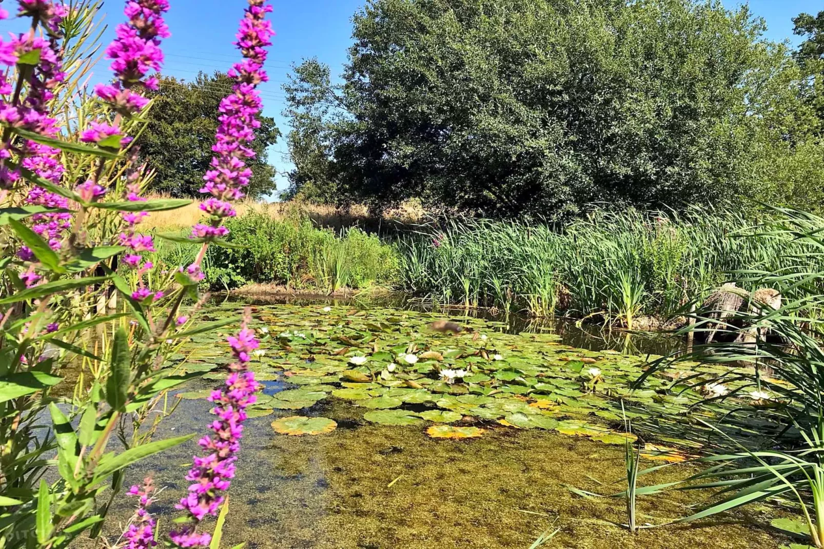Lilypad Bell Tent-Buitenlucht