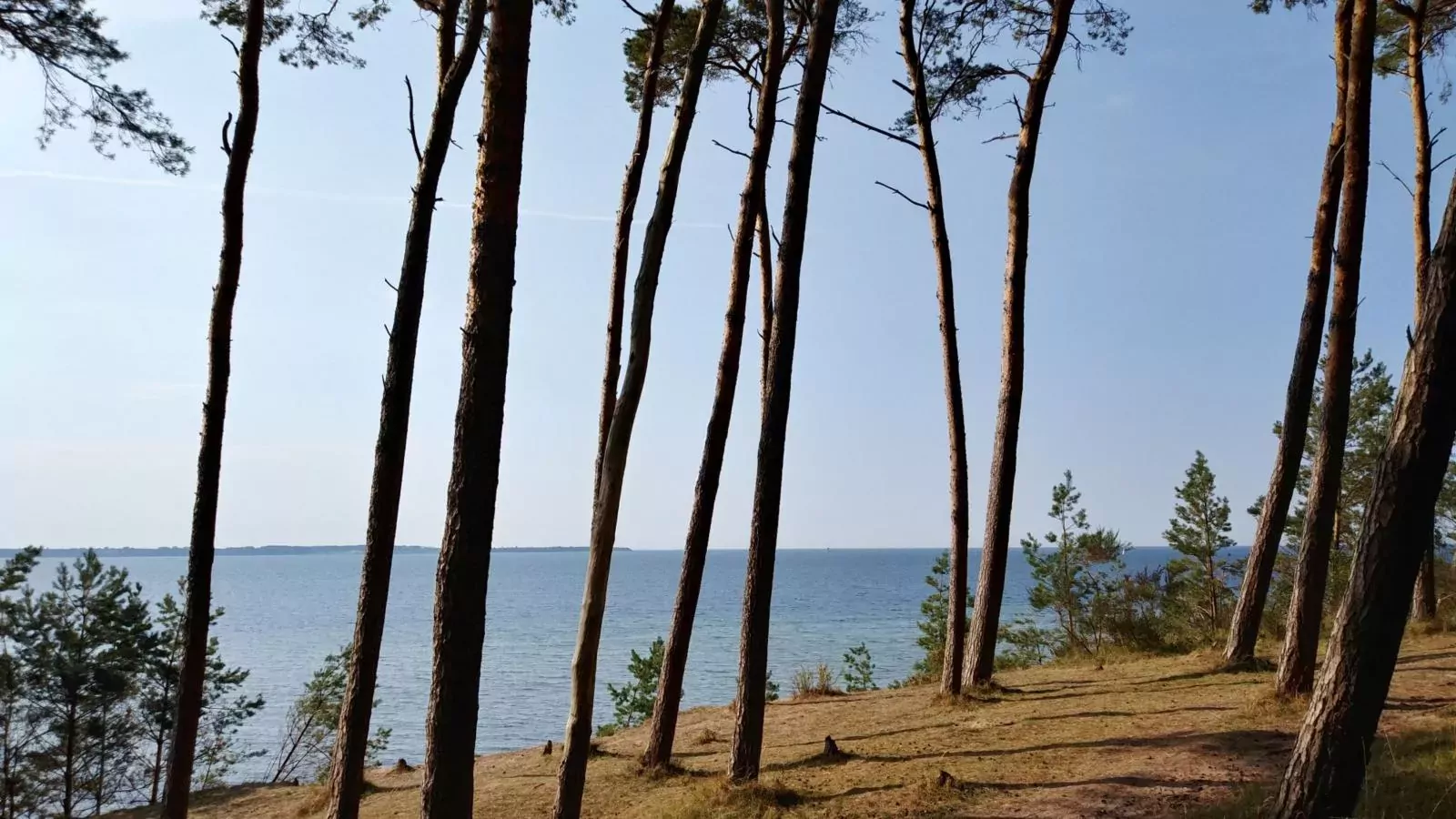 Mohnblume direkt an der Ostsee-Gebieden zomer 5km