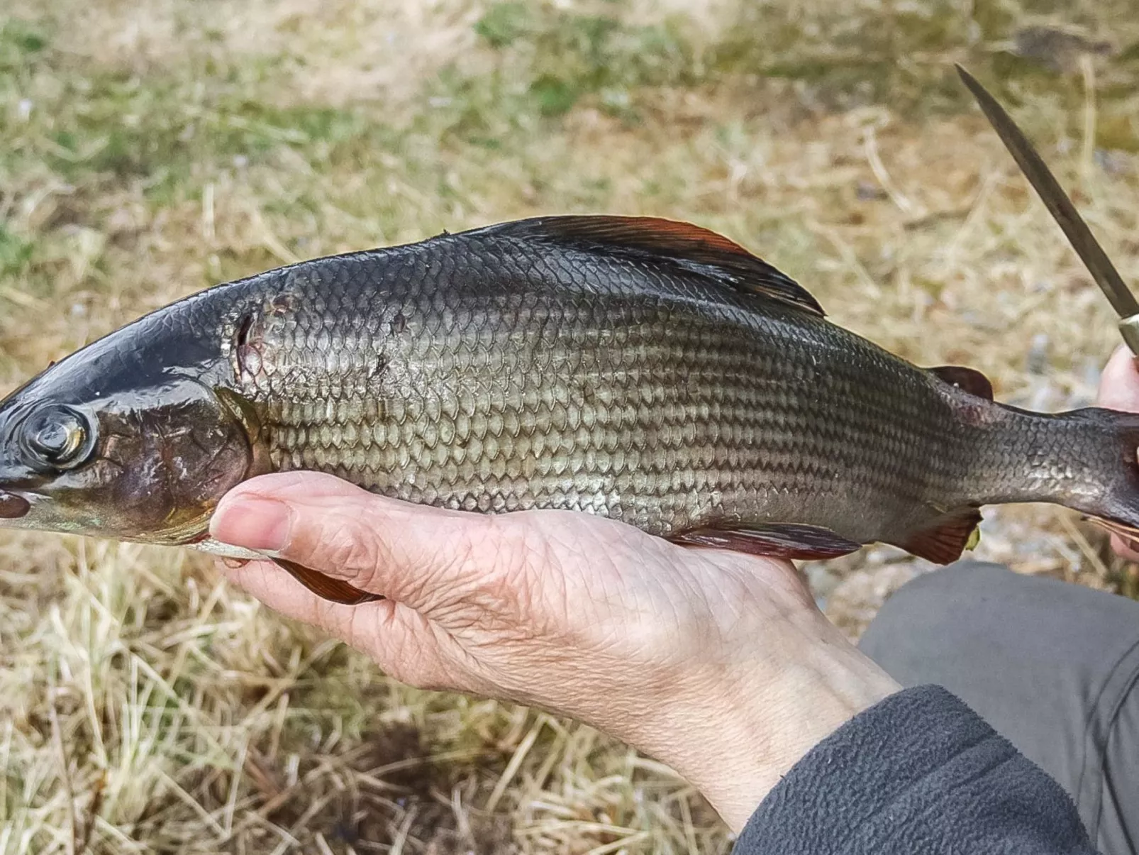 Kitkajoen lomatuvat ahven-Buiten
