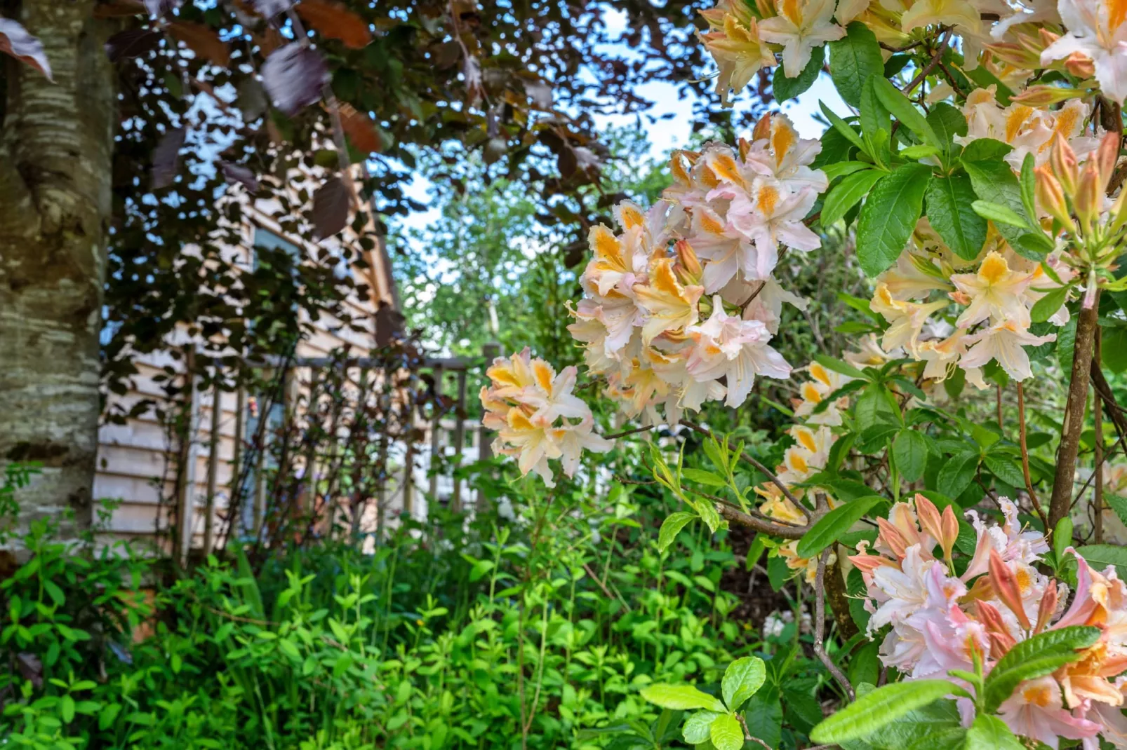 Dingles Farm Annexe-Tuinen zomer