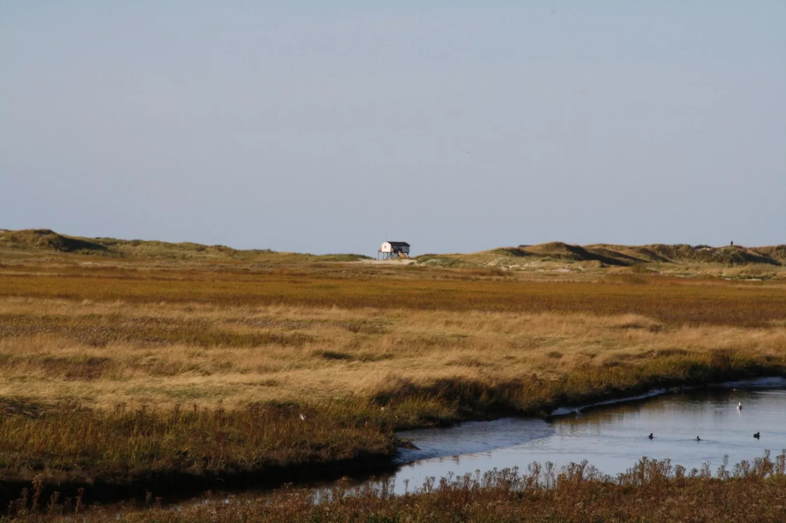 Reihenhaus Deichblick 6 Pers-Gebieden zomer 5km