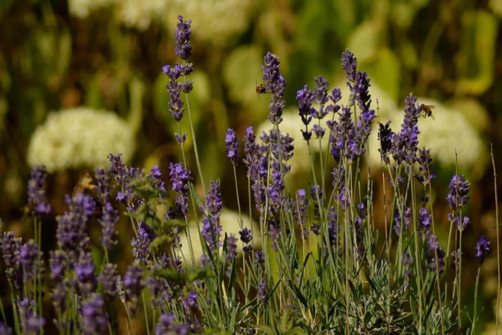 Gîte Lavender-Gebieden zomer 20km