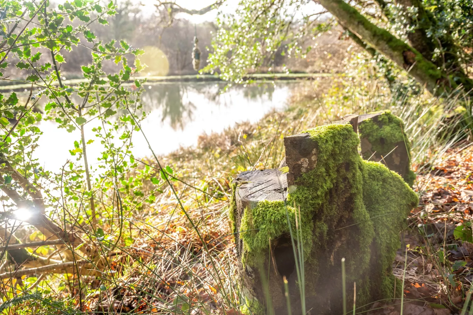 Yeworthy Eco-Treehouse-Buitenlucht