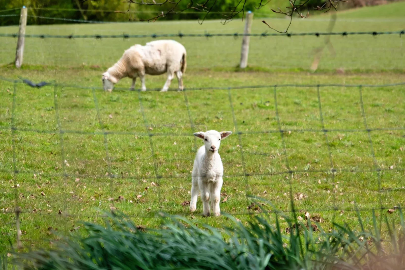 Hay and Hedgerow Glamping-Tuinen zomer