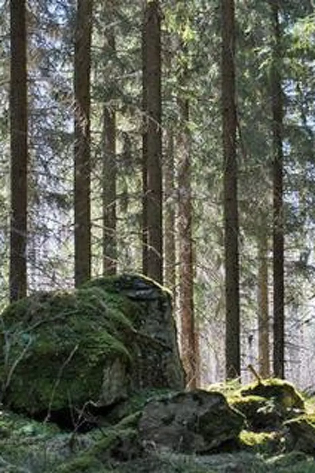 Metsäpirtti-Buiten