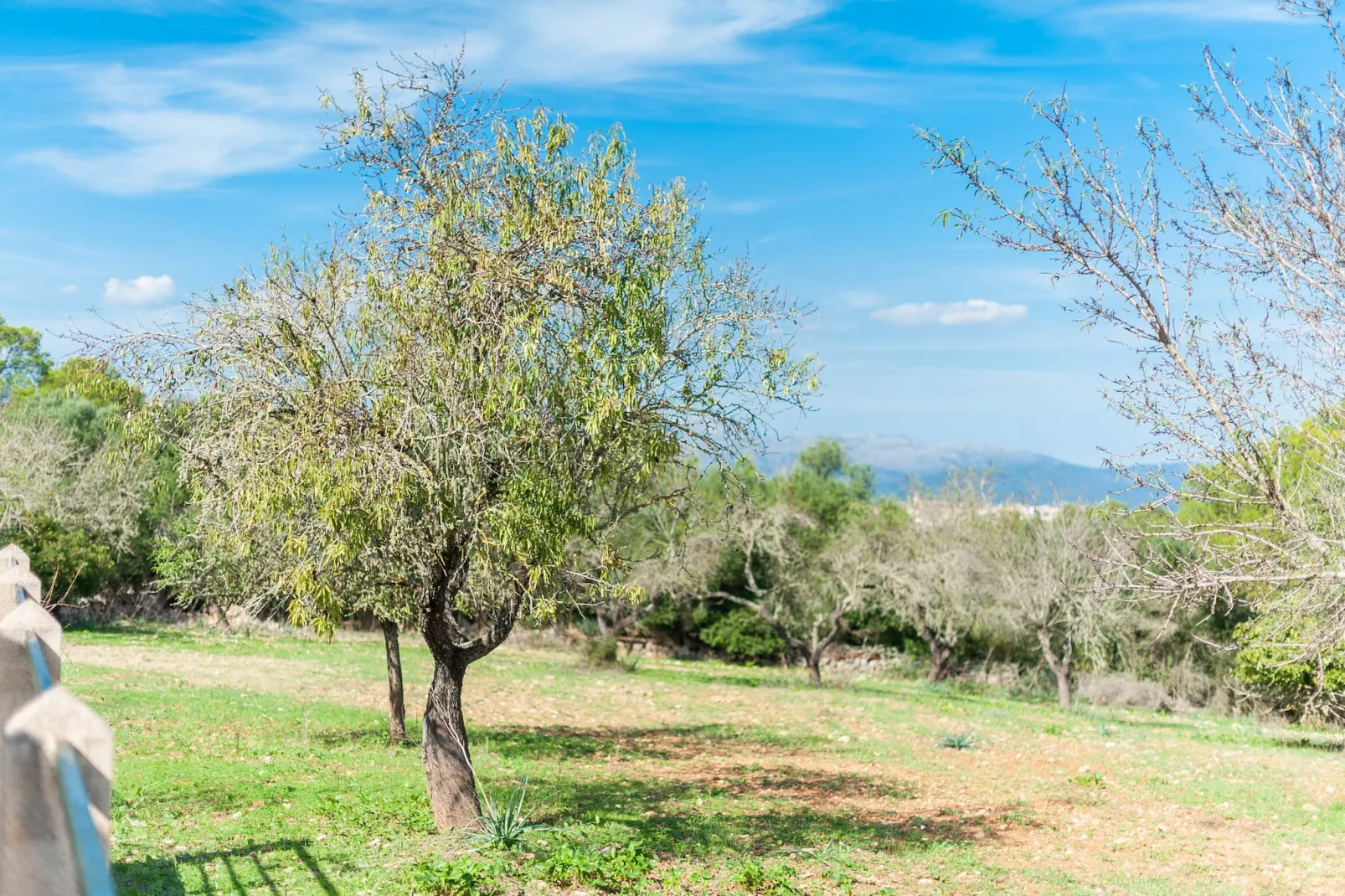 Son Rossinyol-Buitenkant zomer