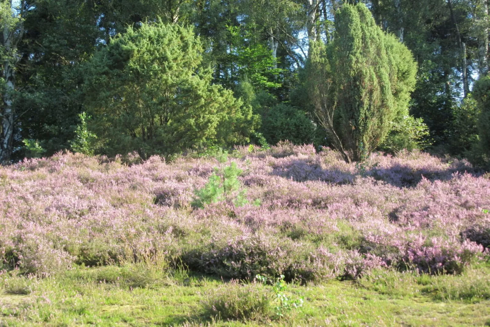 34932-Gebieden zomer 5km