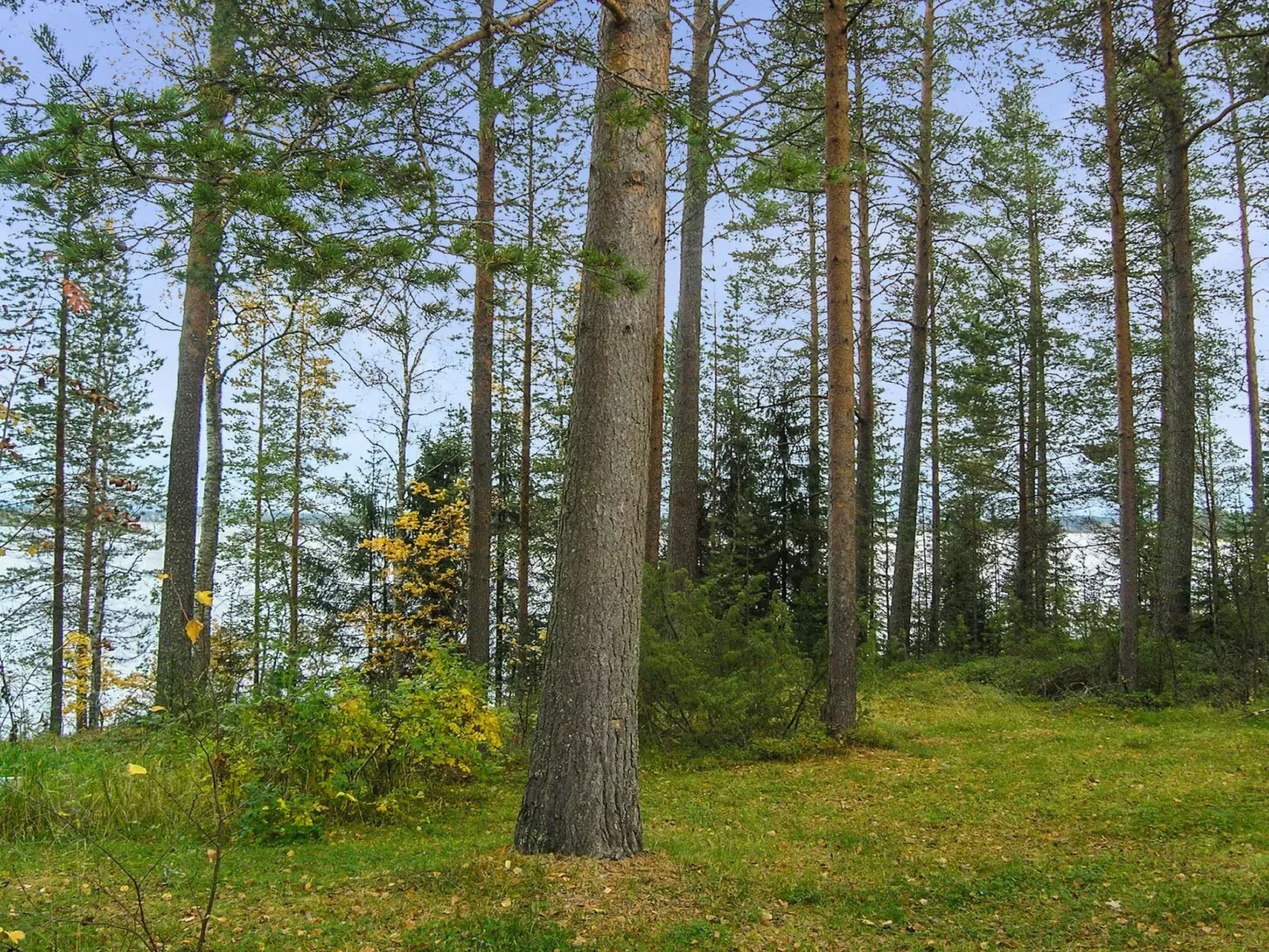 Mäntyranta-Buiten