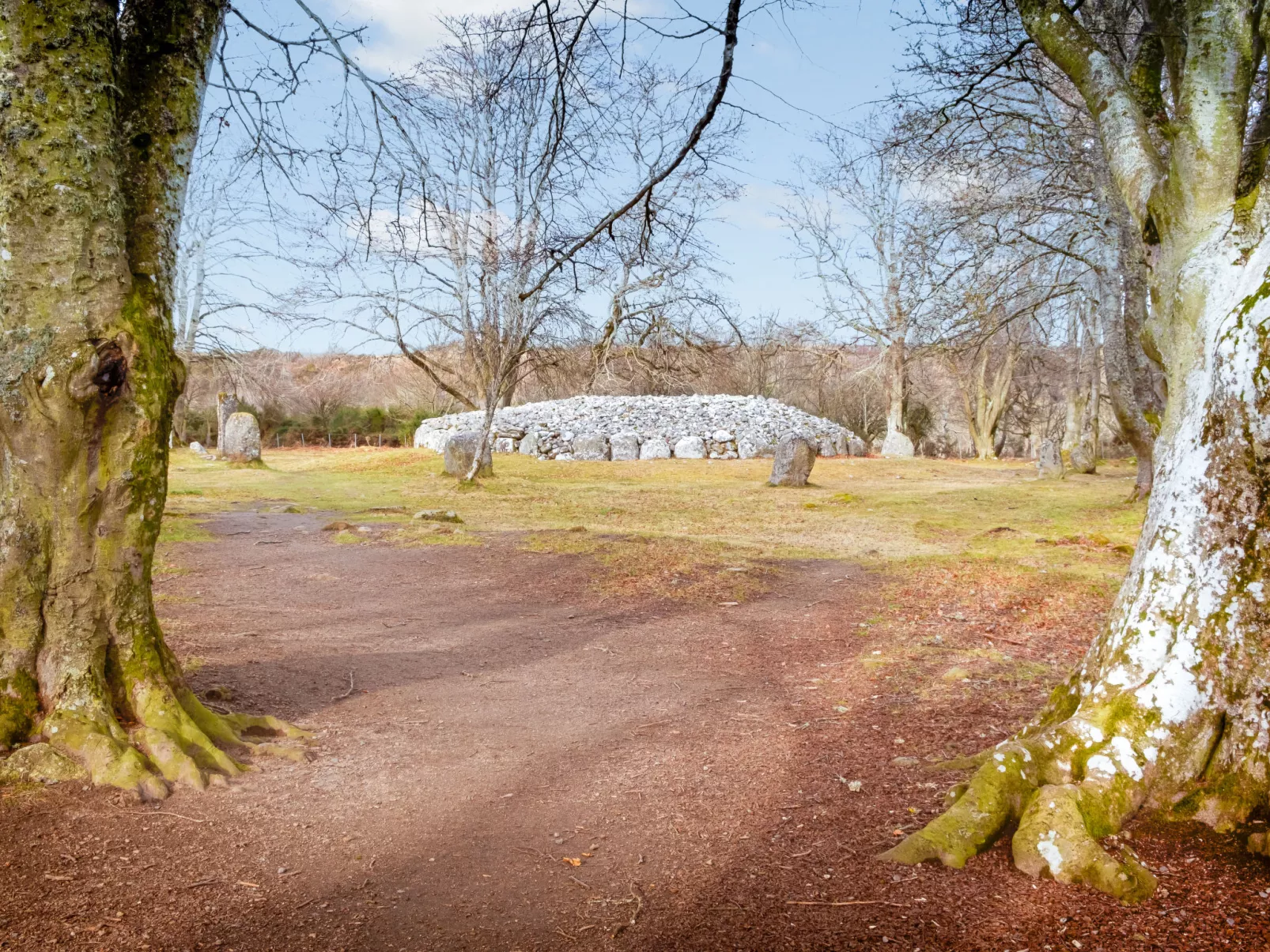 Cherrytrees-Omgeving