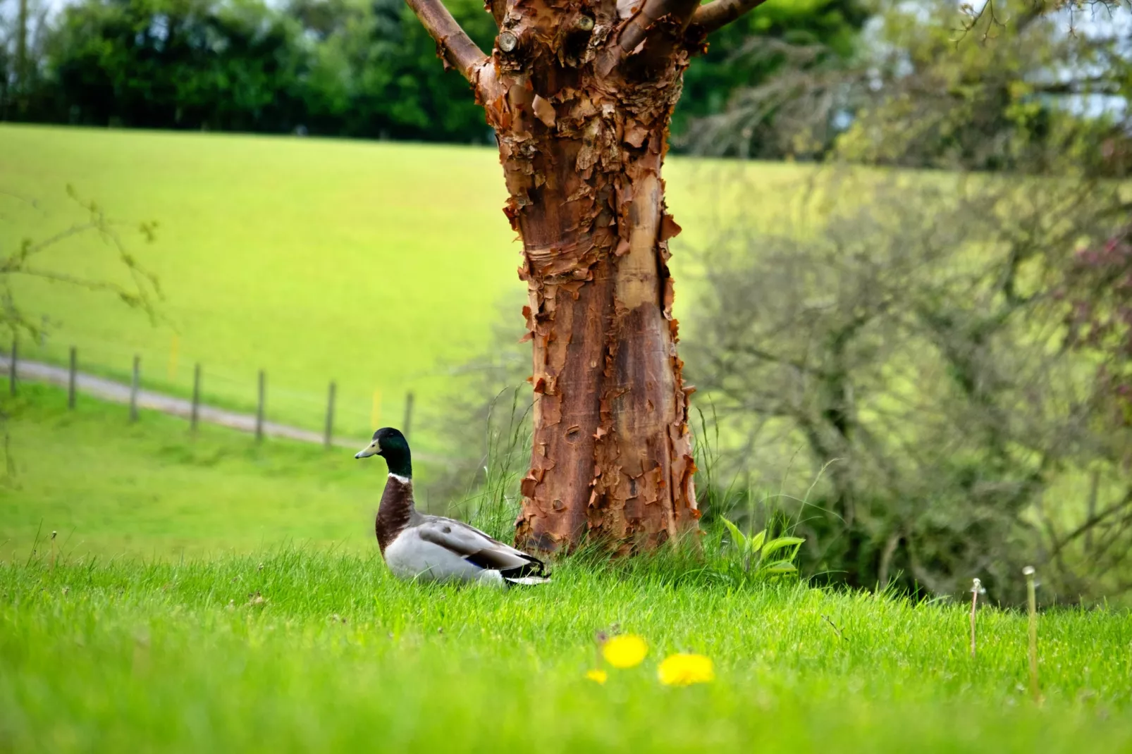 Hay and Hedgerow Glamping-Tuinen zomer