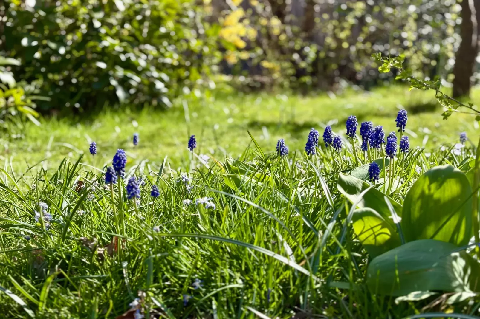 Campanula 227-Gebieden zomer 5km