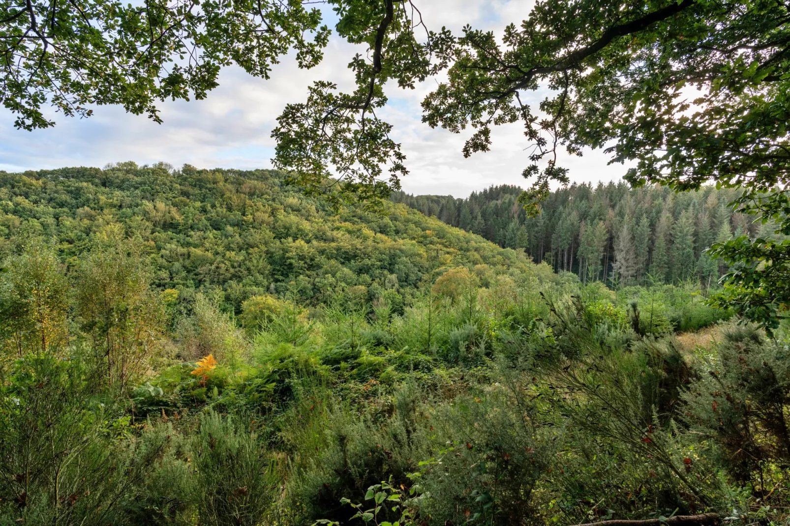 Forest Park Lodge-Tuinen zomer