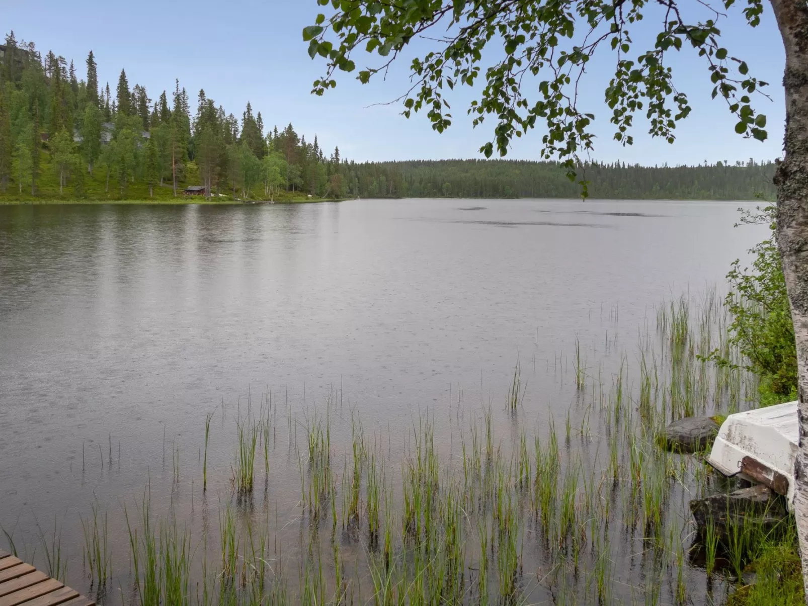 Muuttohaukka-Buiten