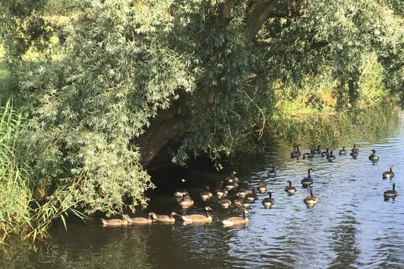 De woelige stal-Gebieden zomer 20km