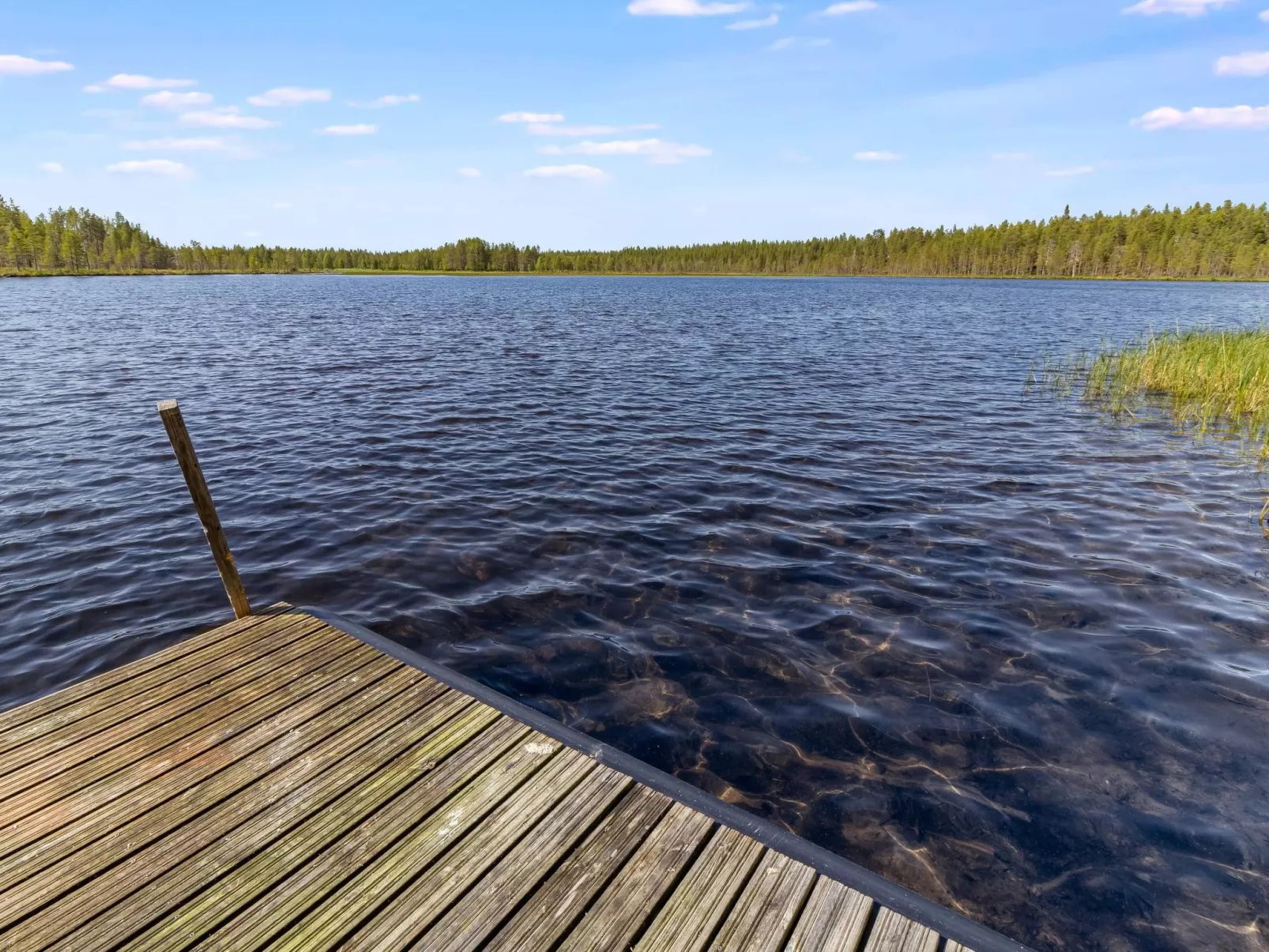 Villihanhi-Buiten