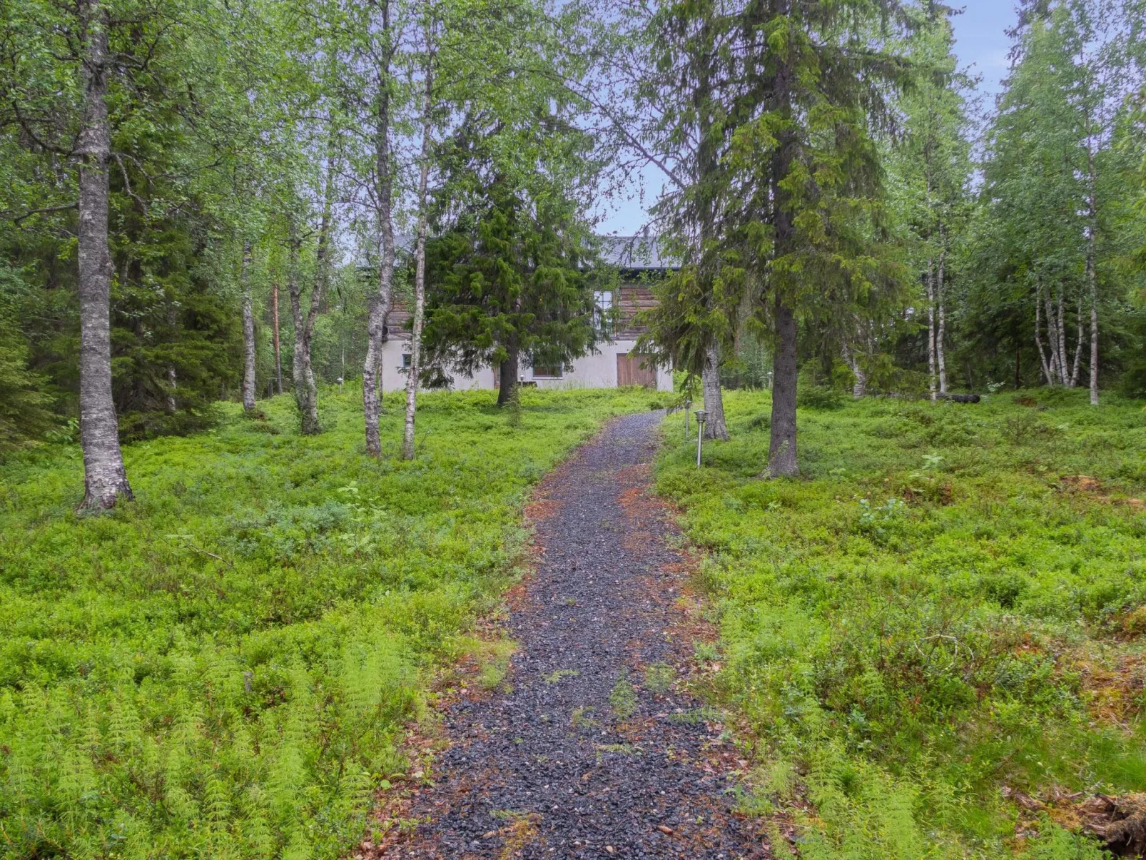Muuttohaukka-Buiten