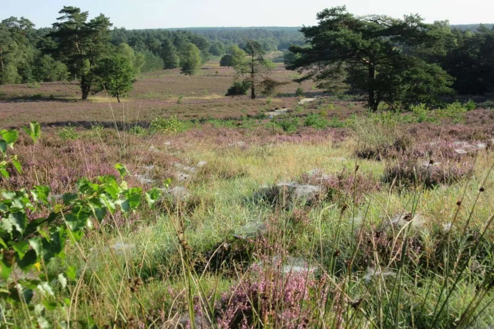 34932-Gebieden zomer 5km