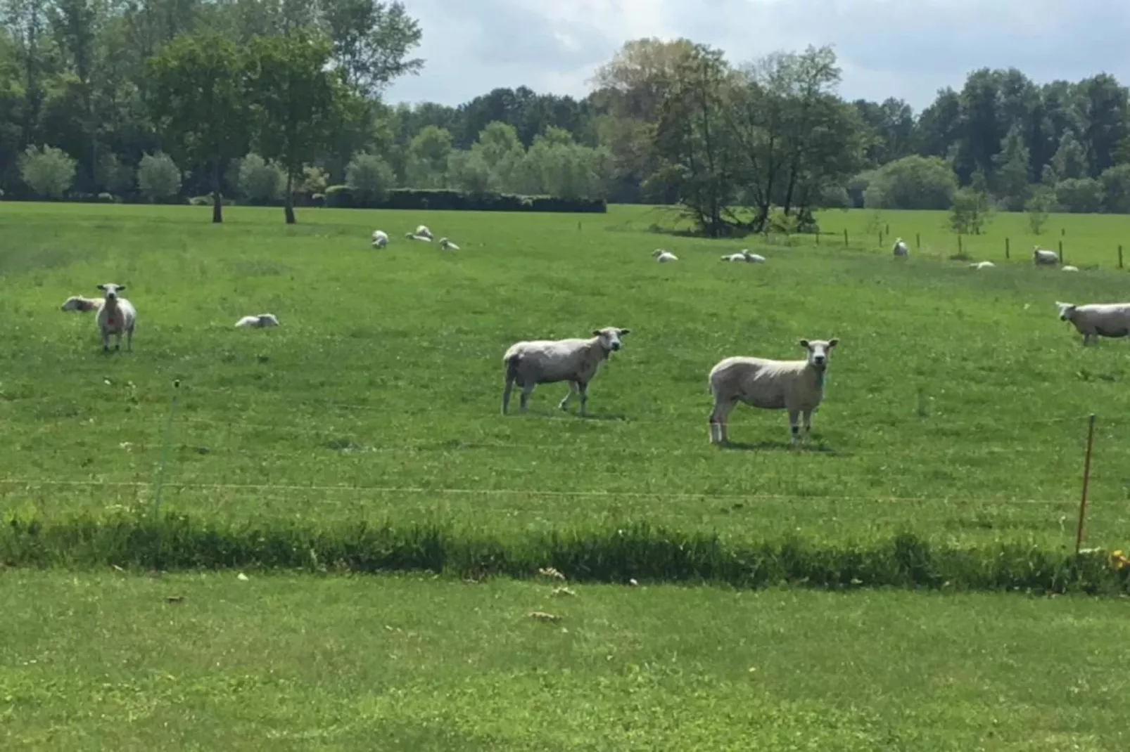 De Shetlander-Gebieden zomer 20km
