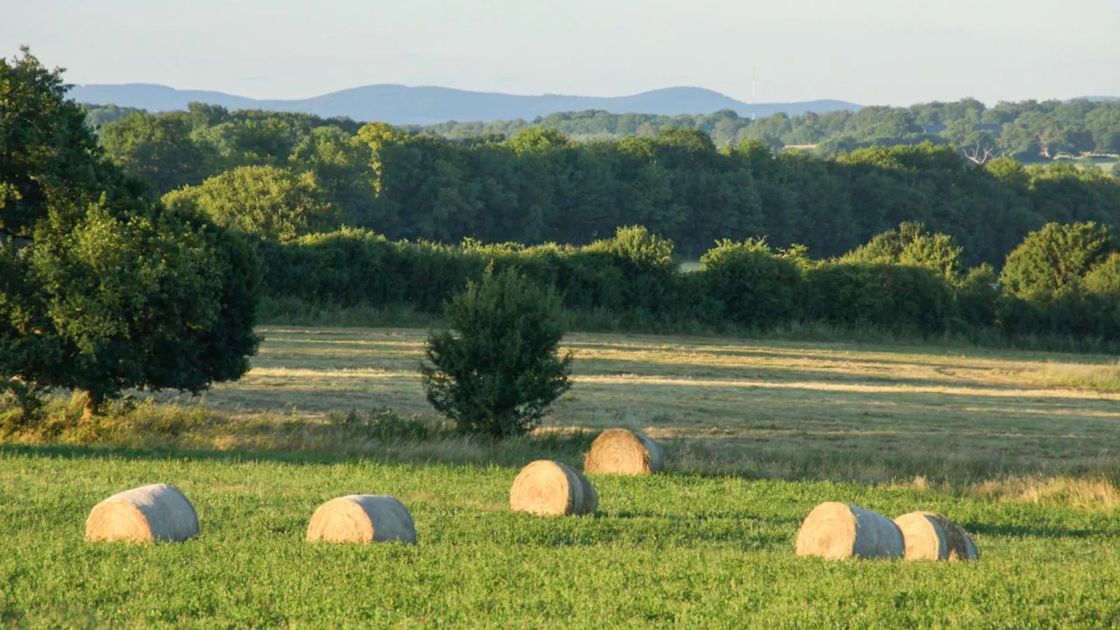 Savigny