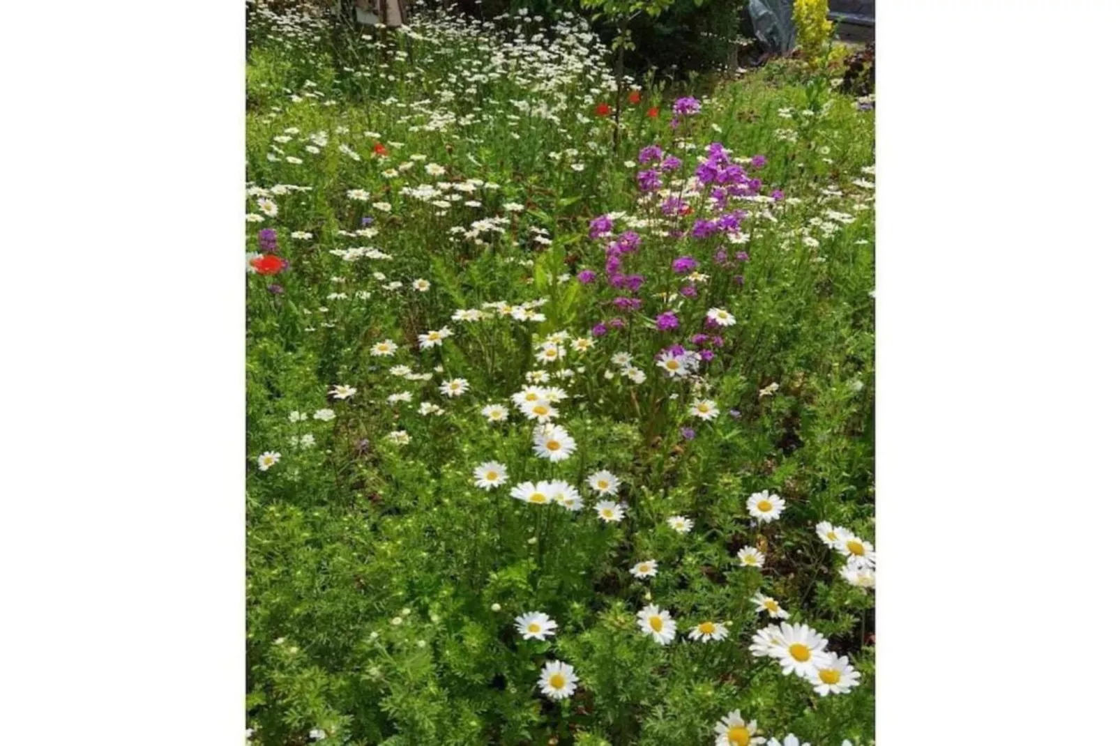 Thale-Gebieden zomer 20km