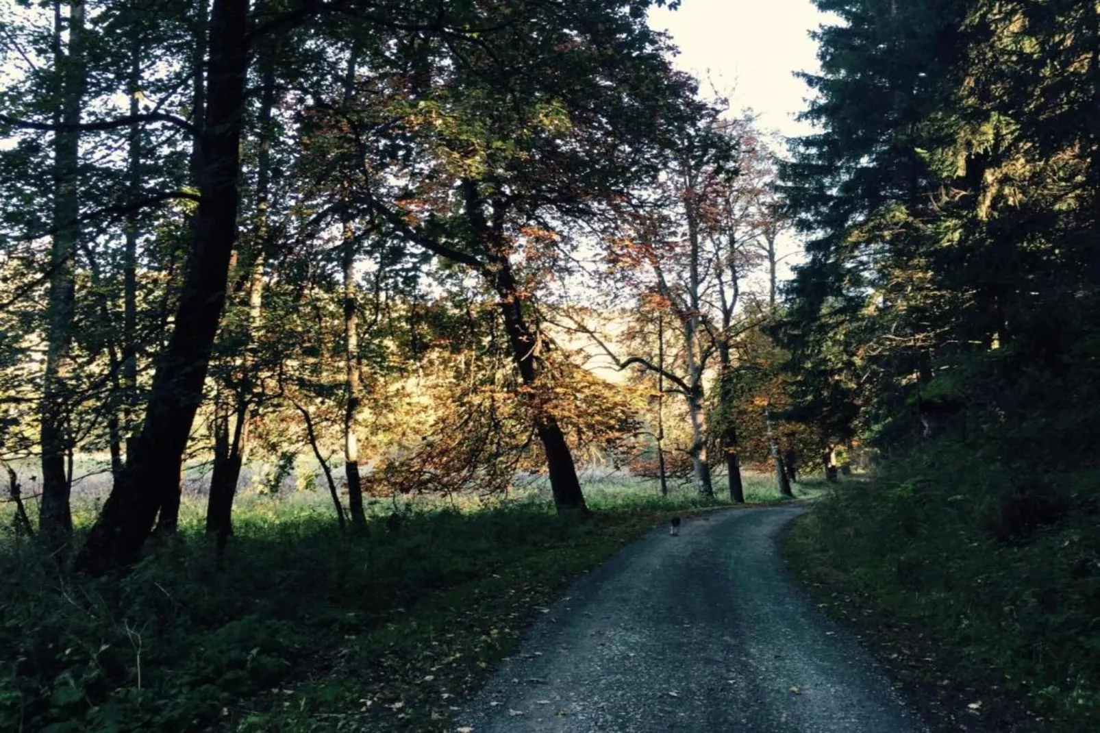 Bergfeld-Gebieden zomer 20km