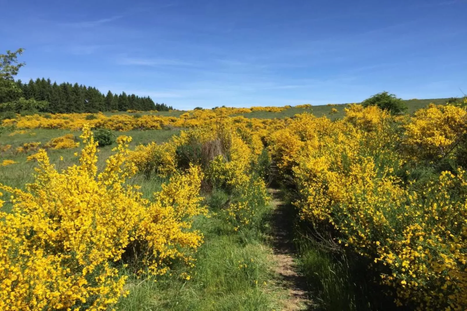 Morsbacher Hof I-Gebieden zomer 20km