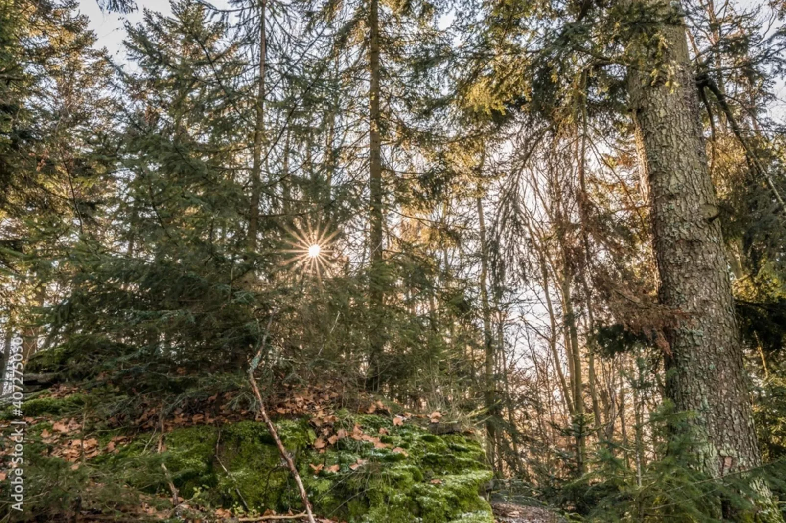Alte Wassermühle-Gebieden zomer 1km