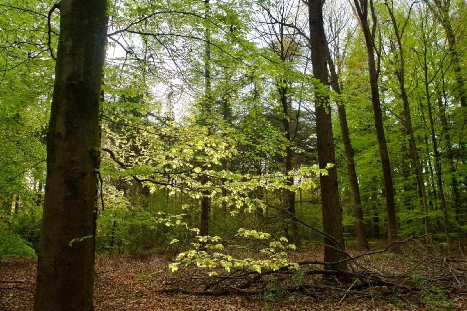 Knus chalet in Friesland met hottub-Gebieden zomer 20km