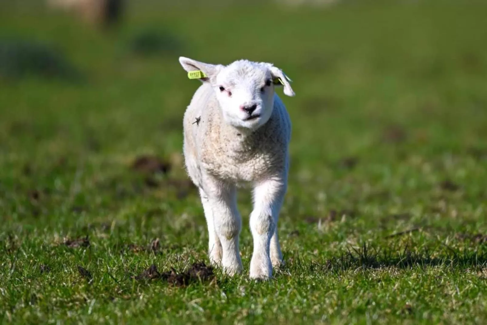 Residentie Californië 9-Gebieden zomer 20km