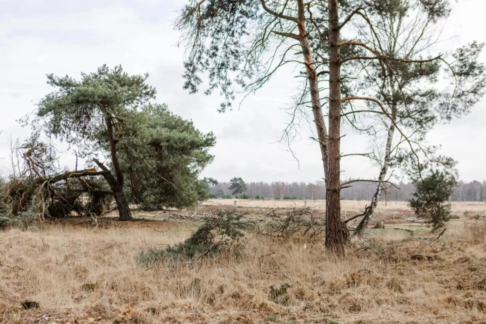 Bospark 't Wolfsven 12-Gebieden zomer 5km