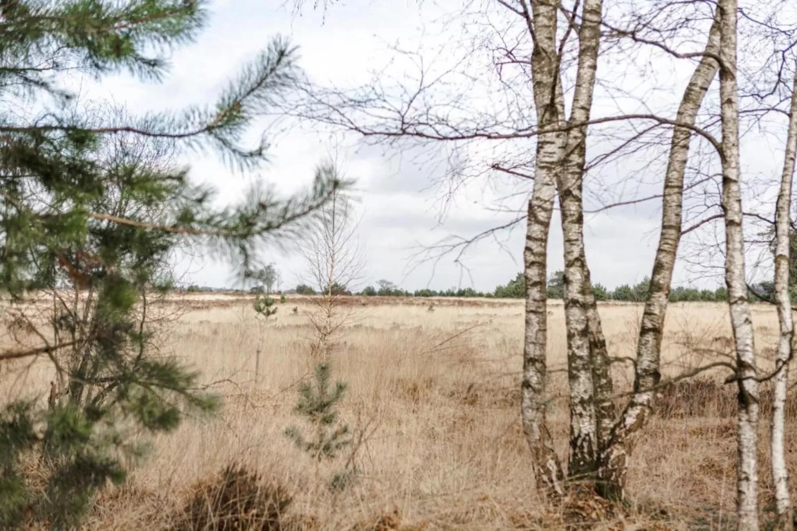 Bospark 't Wolfsven 15-Gebieden zomer 5km