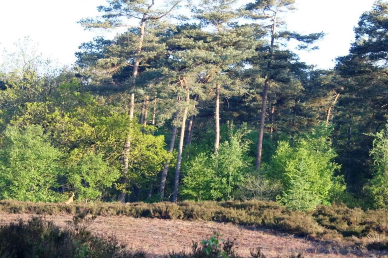 Residence De Eese 16-Gebieden zomer 20km