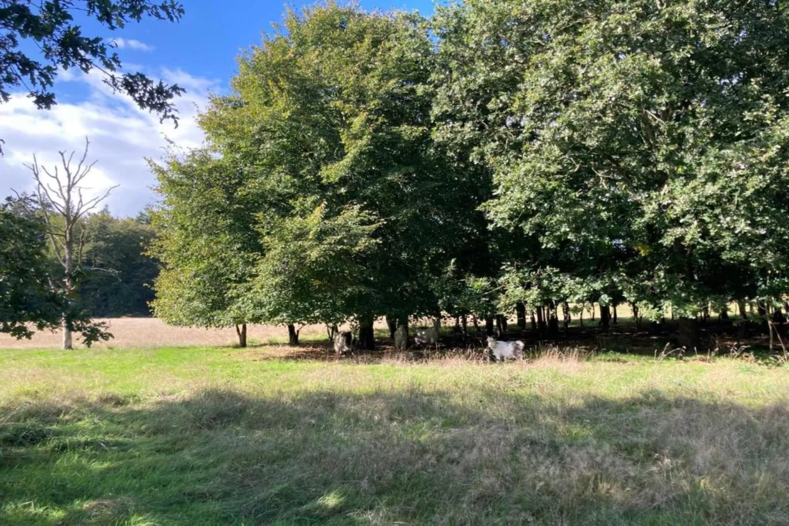 De Meerkoet-Gebieden zomer 5km