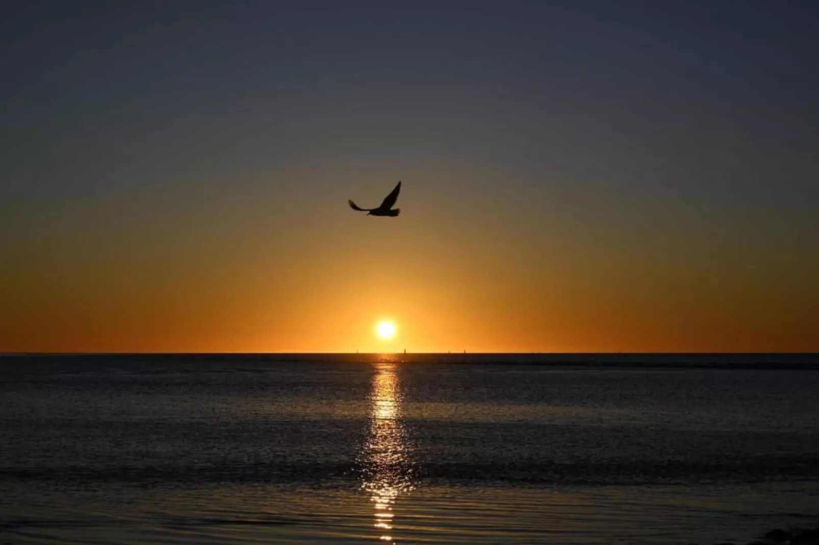 De Scholekster-Gebieden zomer 5km