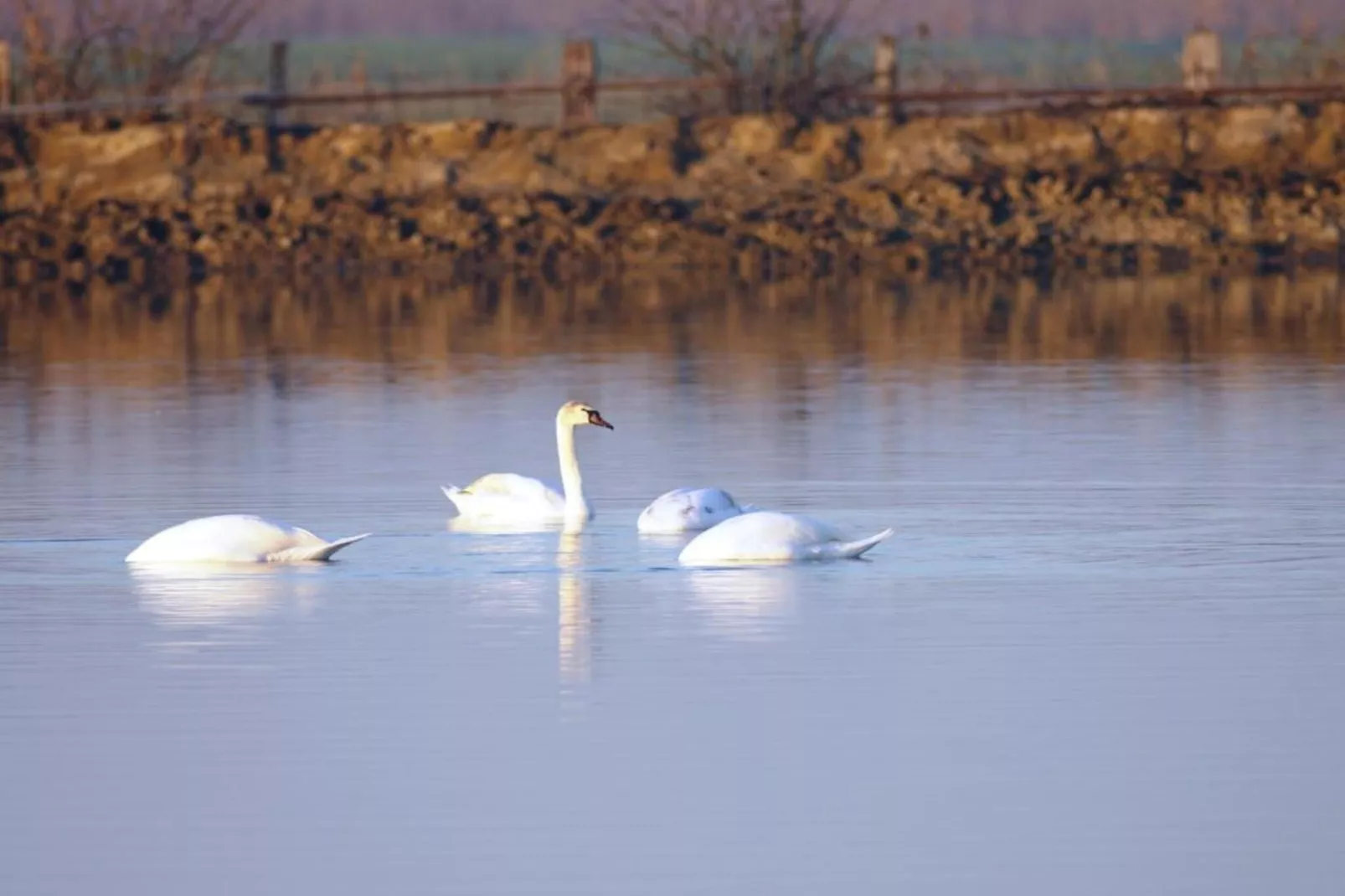 Case Mobili Mimosa-Gebieden zomer 20km