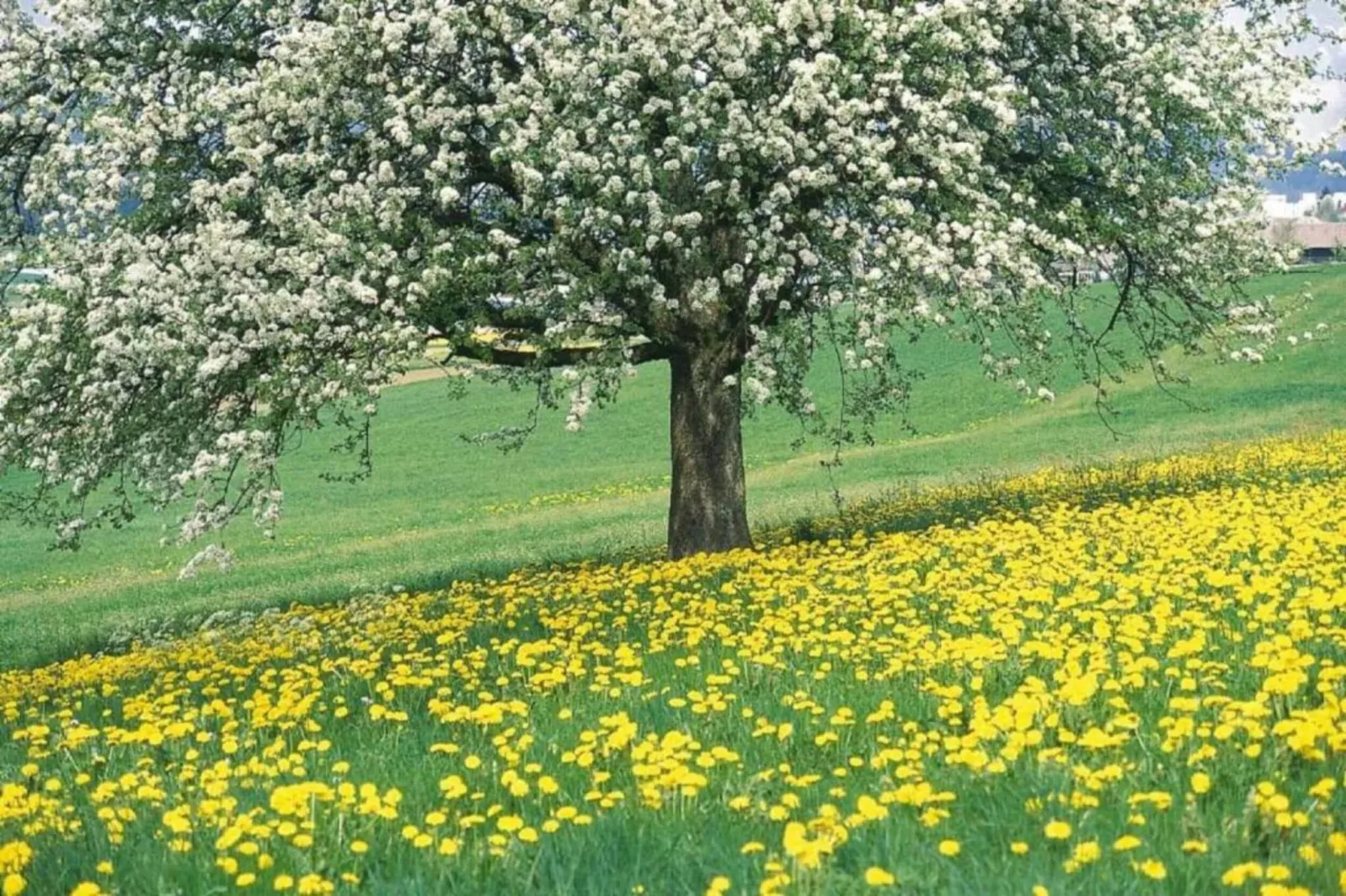 Vakantiepark Leukermeer 7 - Gebieden zomer 20km
