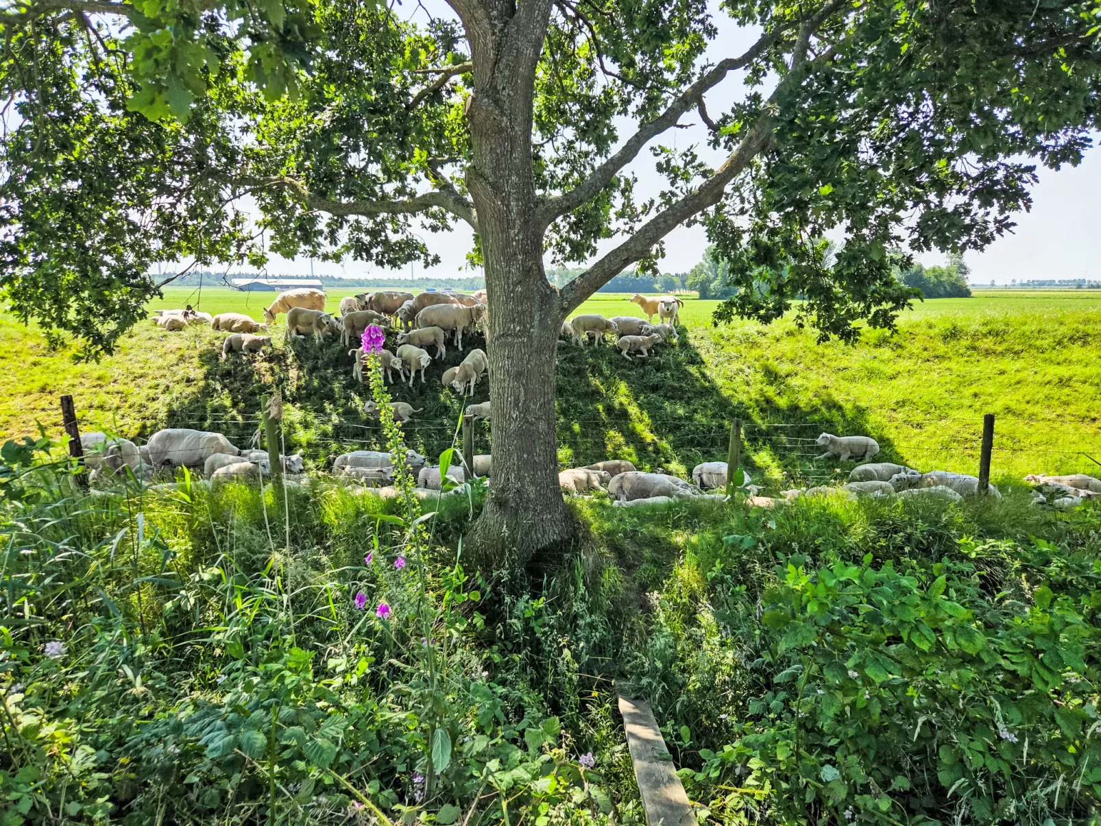 Den Oever-Omgeving