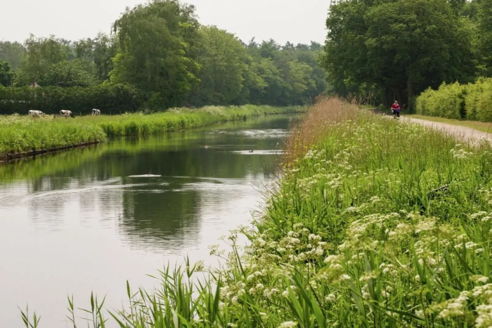 Koe in de Kost 4-Gebieden zomer 1km
