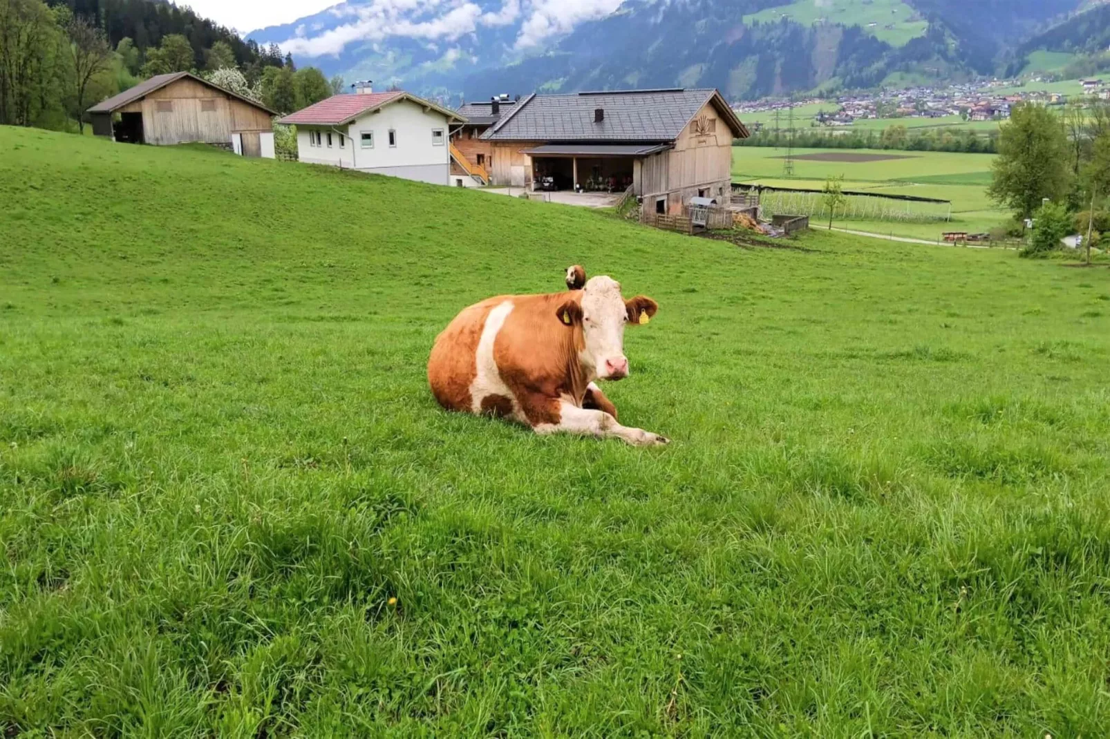 Appart Mount Gilfert View-Uitzicht zomer