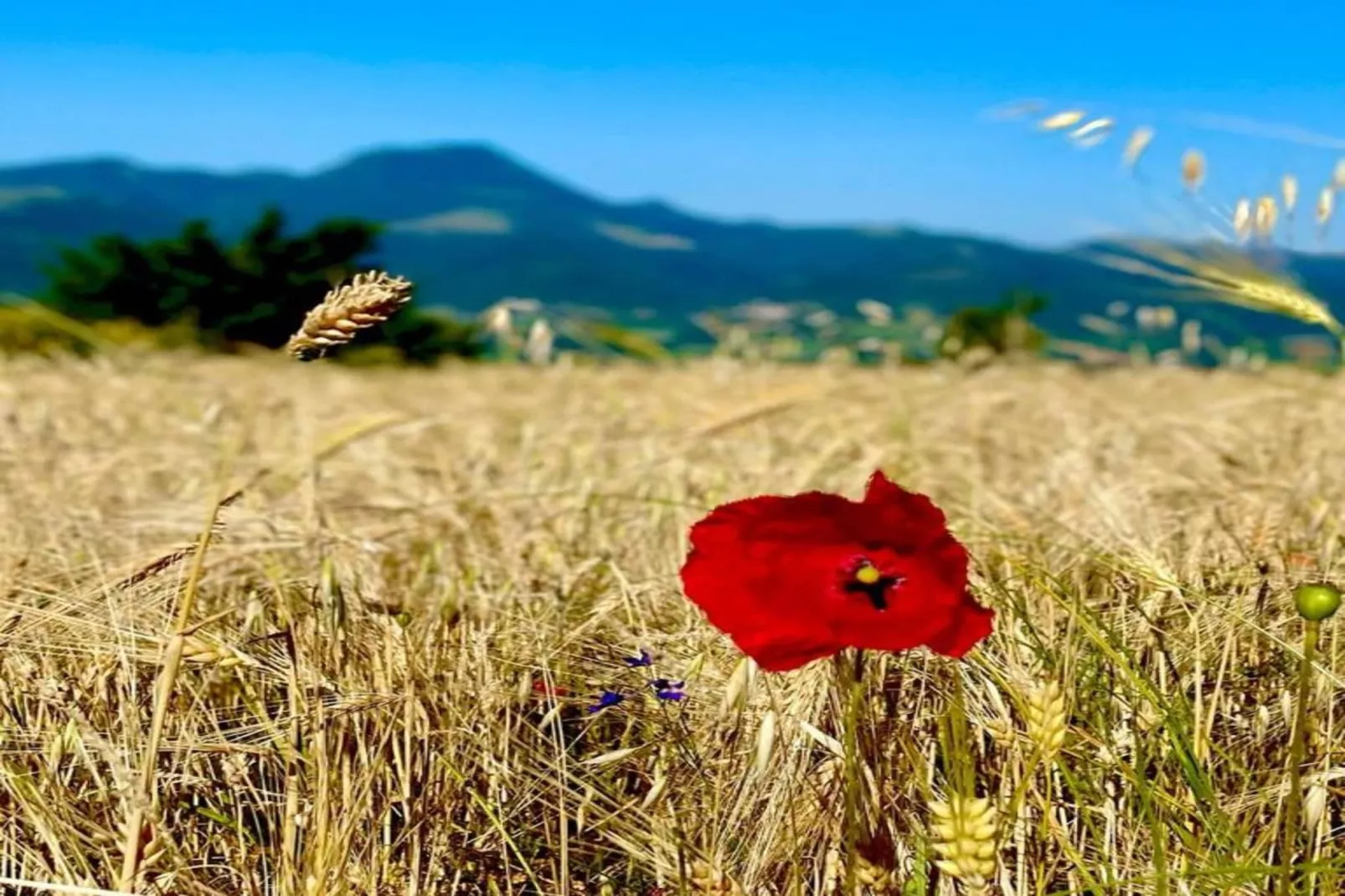 Binnella 18-Gebieden zomer 20km