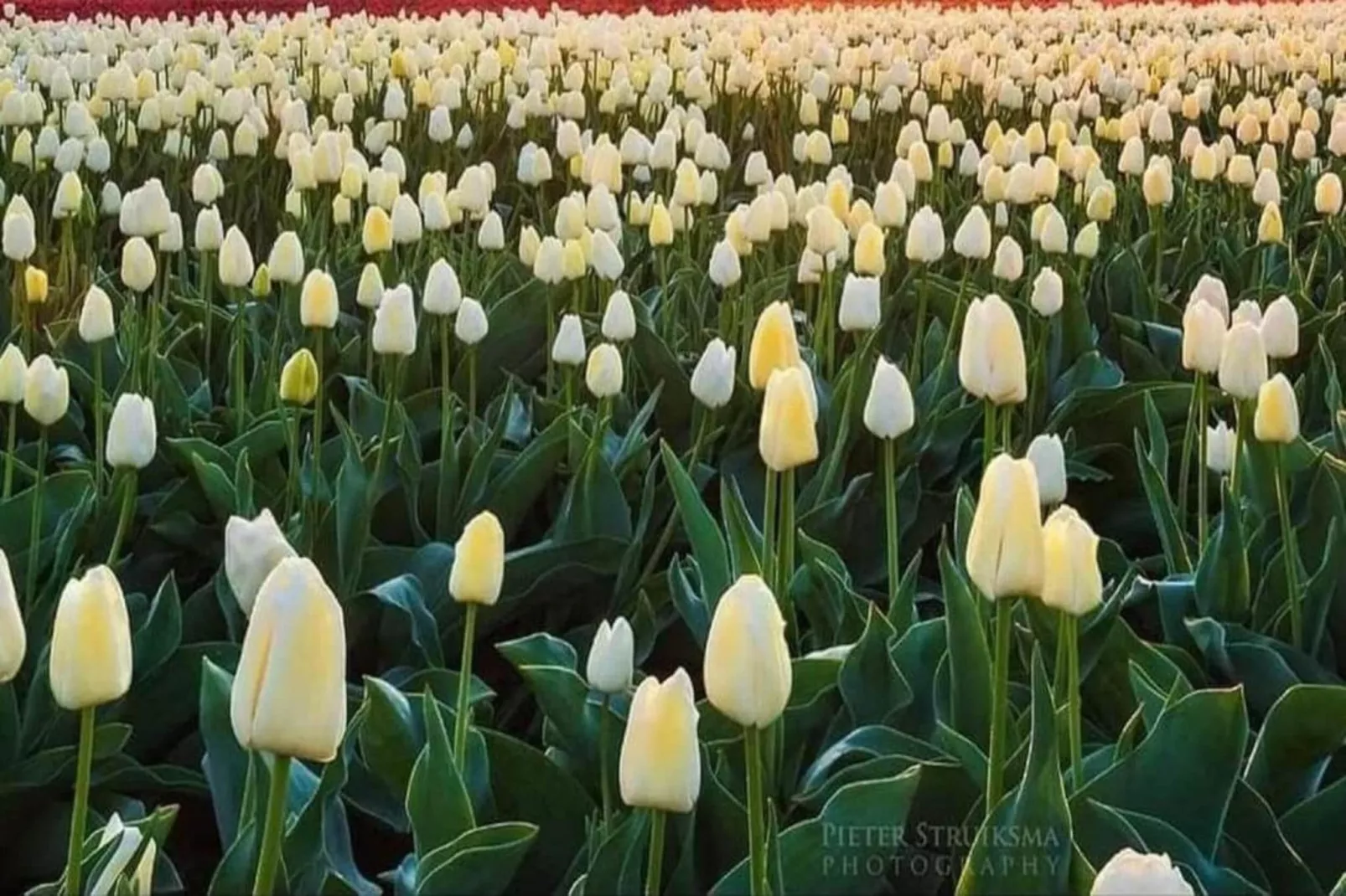 Delft 4A-Gebieden zomer 20km