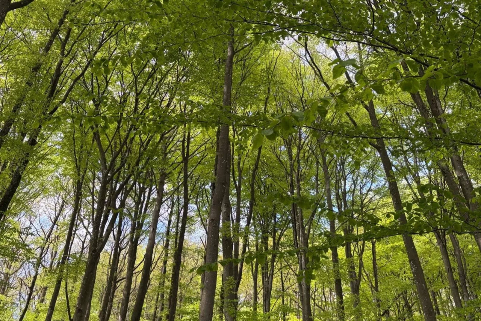 Landelijk retraite in de buurt van bos en zee-Buitenlucht