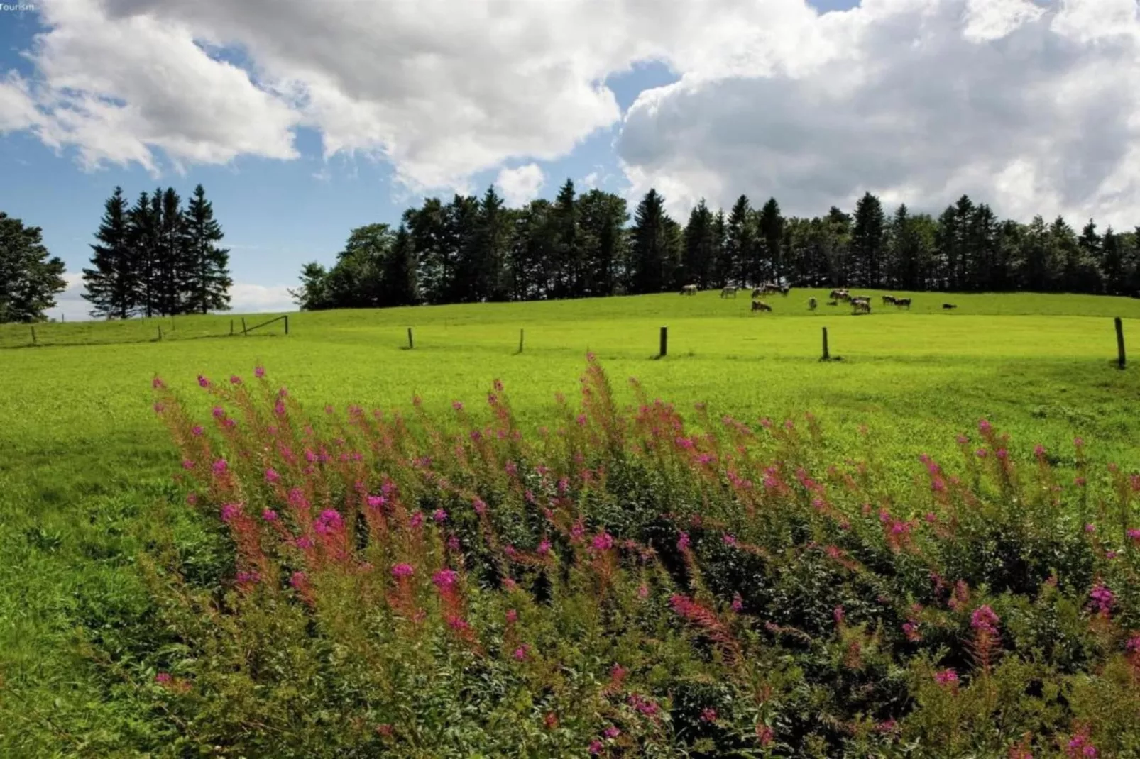 Residence Edelweiss-Gebieden zomer 20km