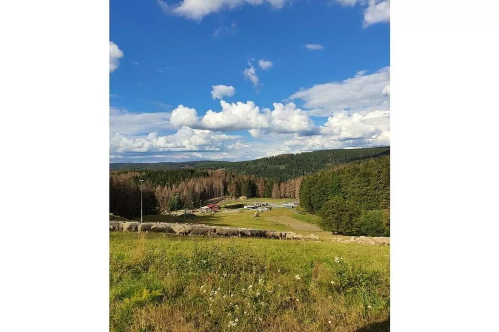 Waldblick-Gebieden zomer 20km