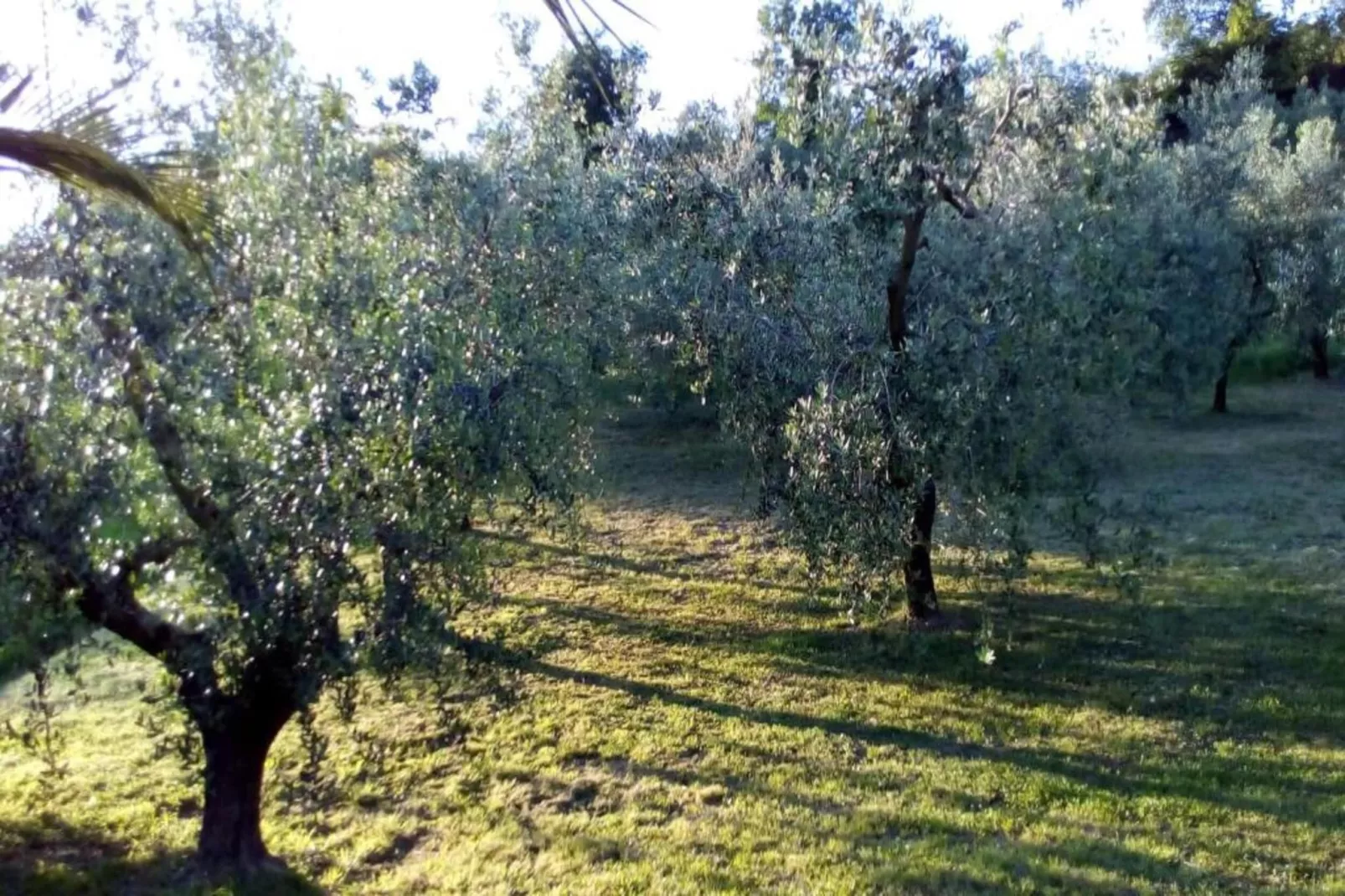 Villa Vanessa Farfalla-Gebieden zomer 20km
