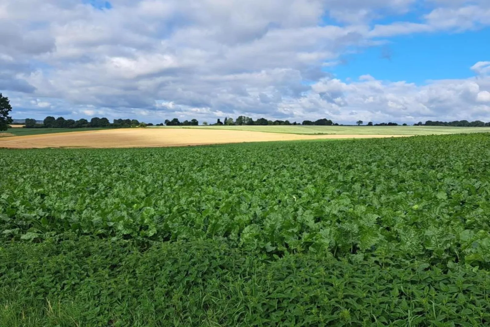 Herenhoeve de Bockhof-Gebieden zomer 20km