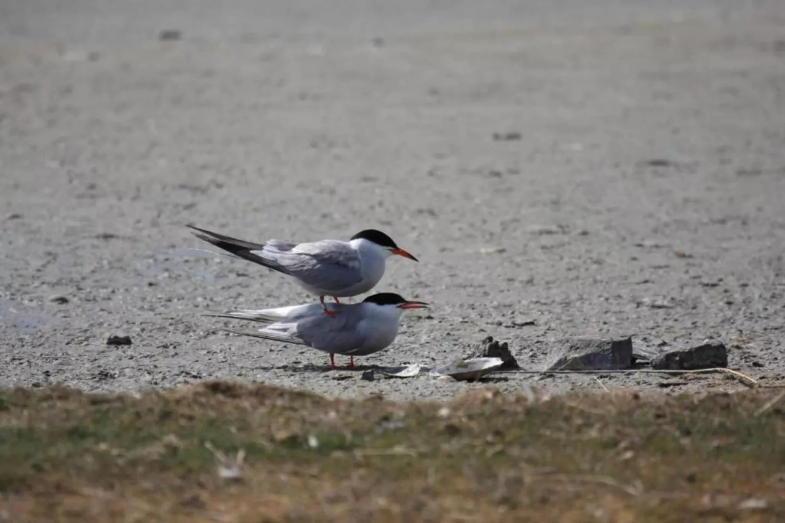 Residentie Californië 6-Gebieden zomer 20km