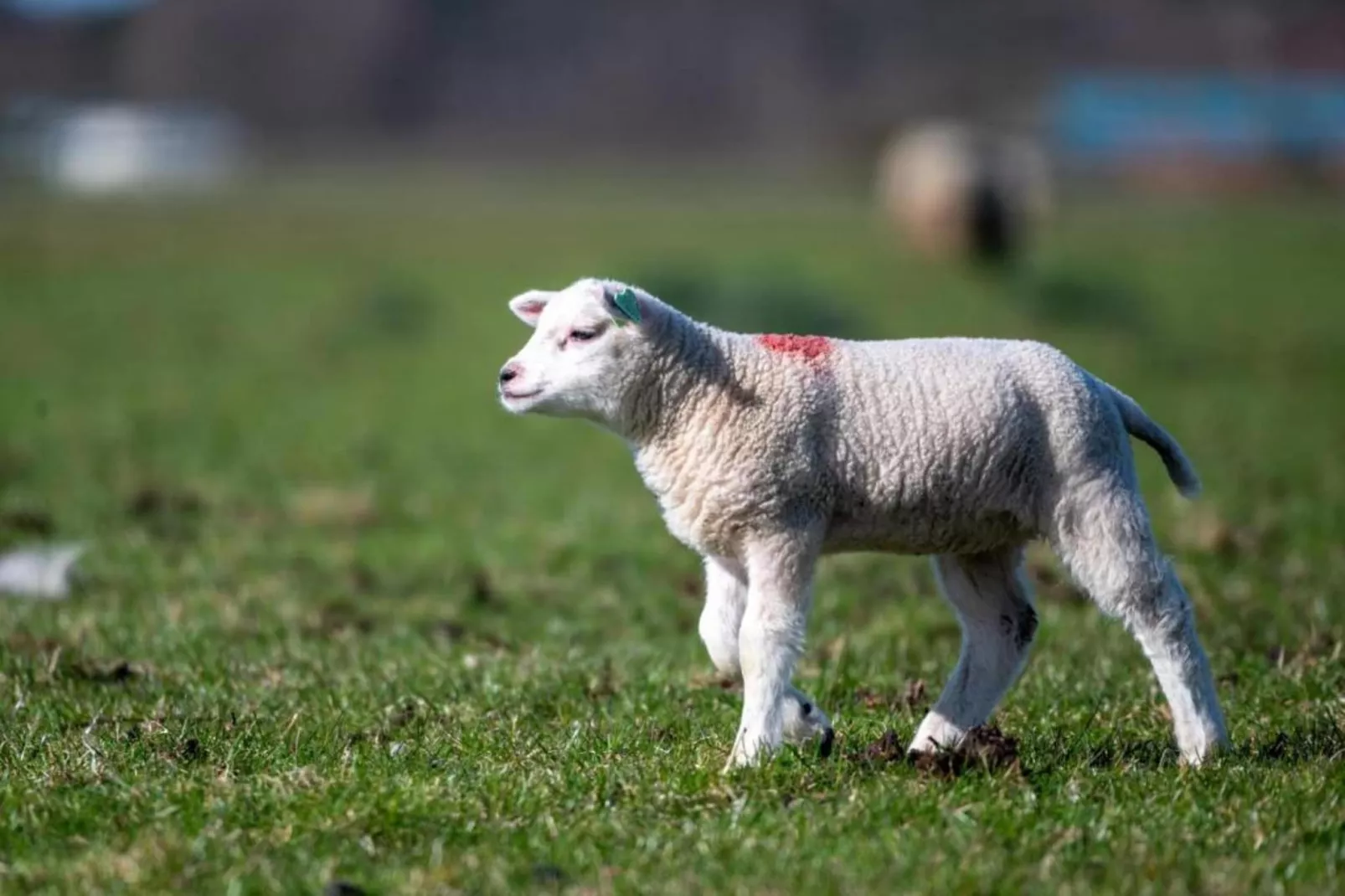 Residentie Californië 3-Gebieden zomer 20km